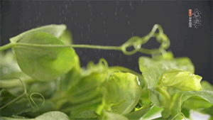 豌豆尖洗凈，切斷備用。